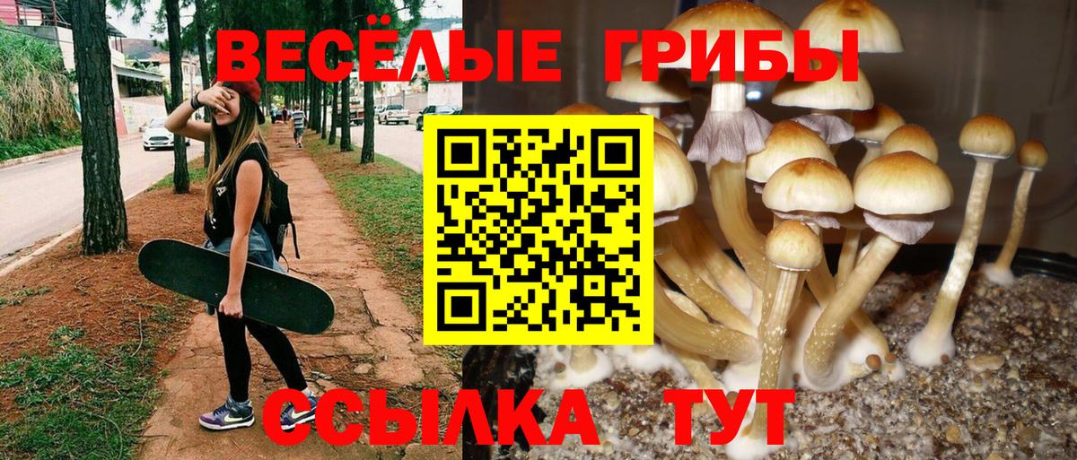 Псилоцибиновые грибы Psilocybine cubensis Алапаевск